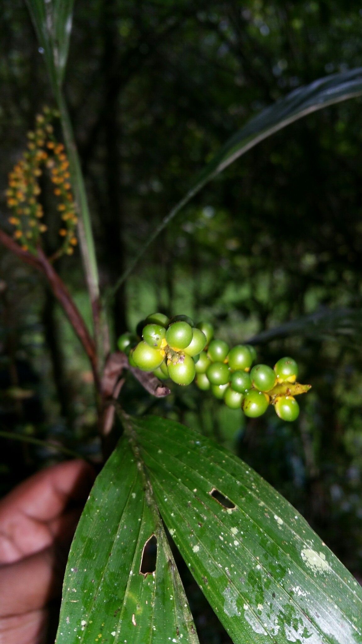 Dypsis coriacea fruit