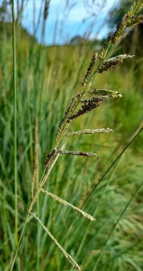 Paspalum urvillei flower