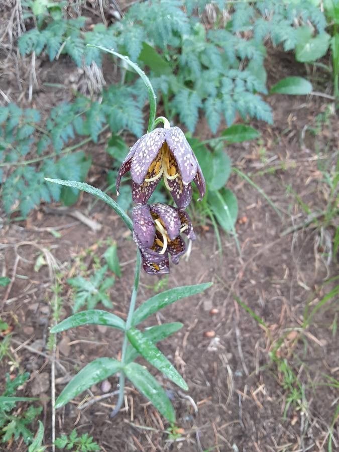 Fritillaria atropurpurea leaf