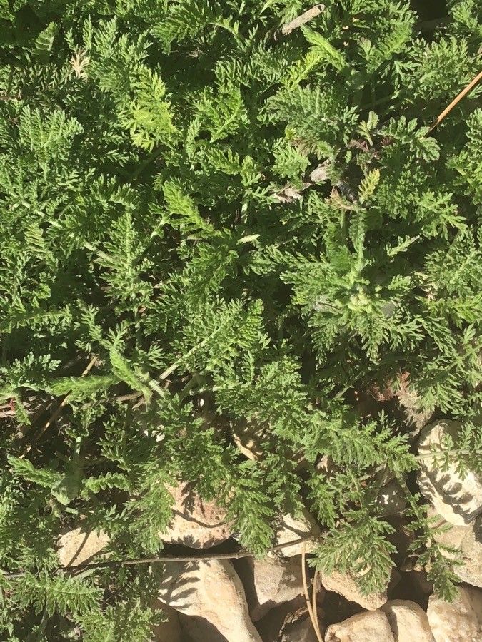 Achillea odorata leaf
