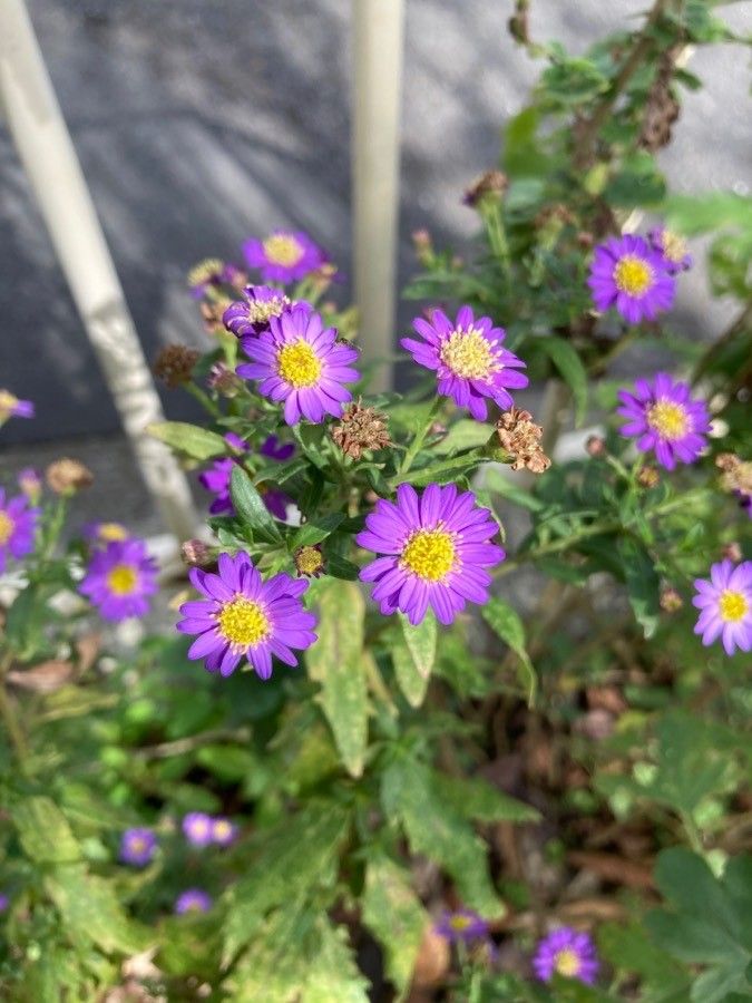 Aster microcephalus flower