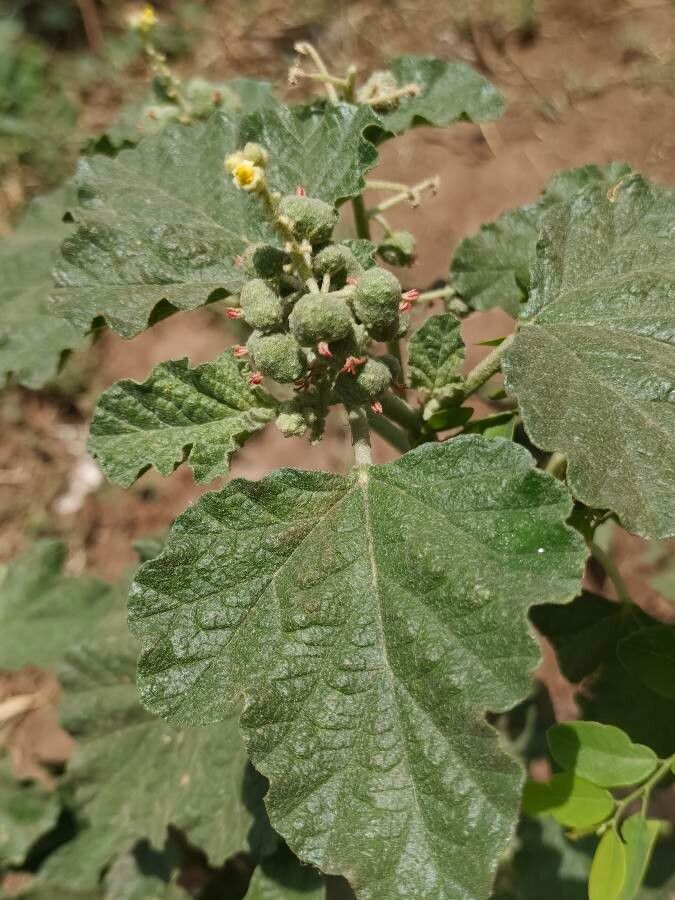 Chrozophora rottleri — related species from the same genus