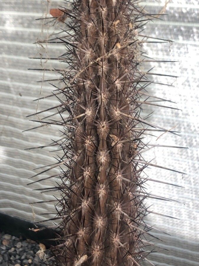 Pilosocereus gounellei — search result for 'Pilosocereus'