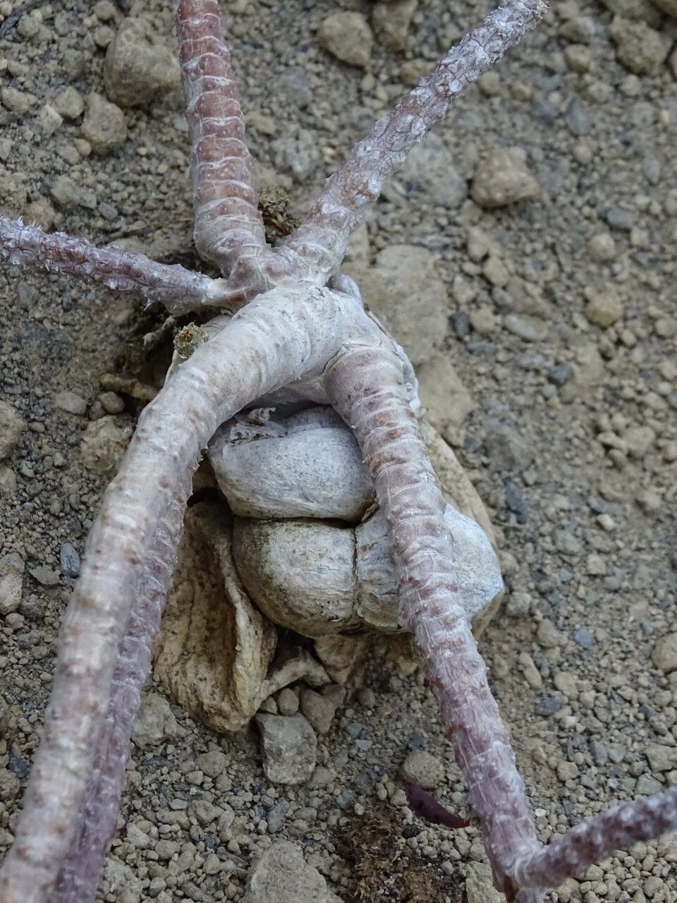 Euphorbia boiteaui bark