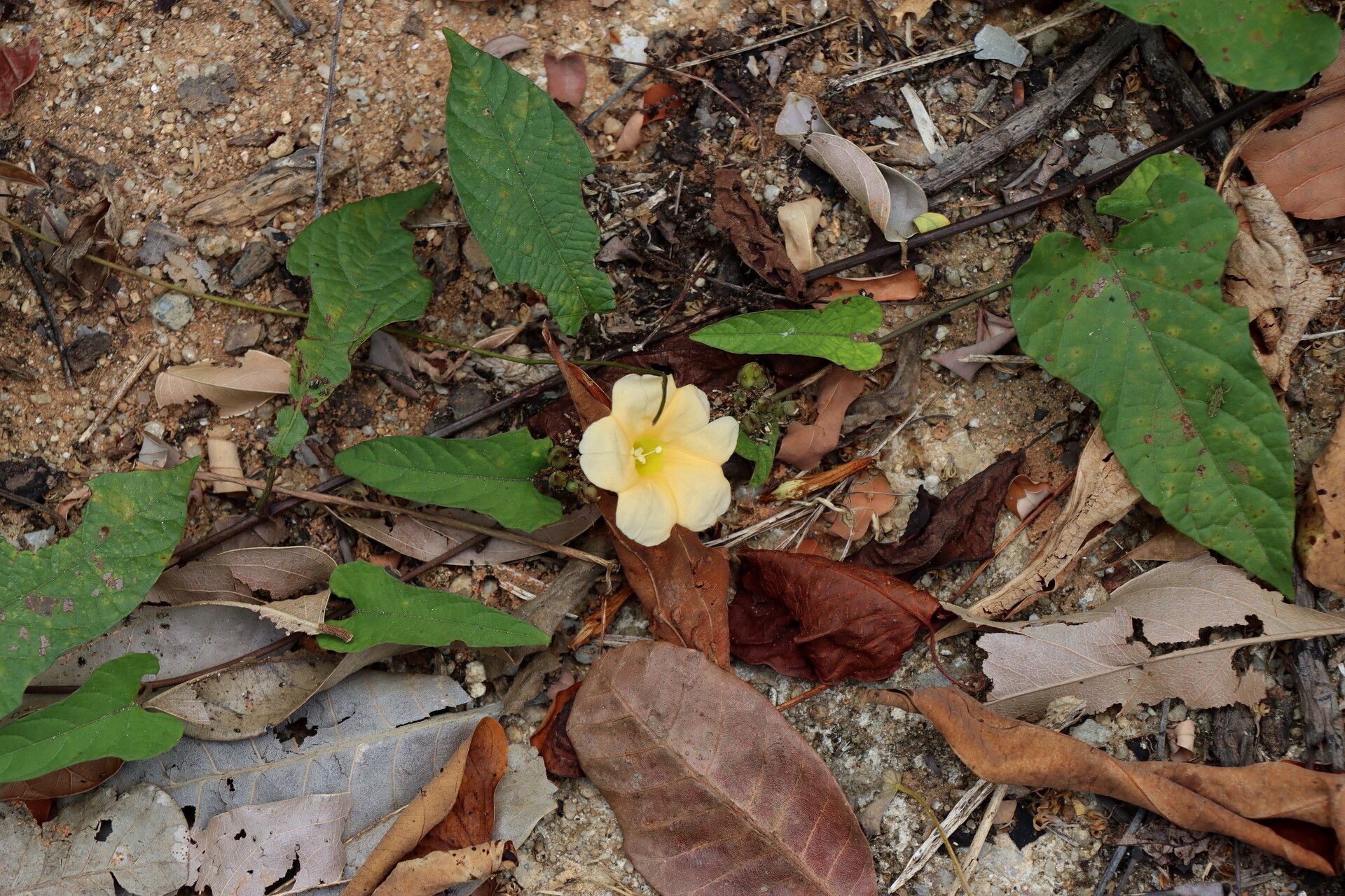 Camonea pilosa habit