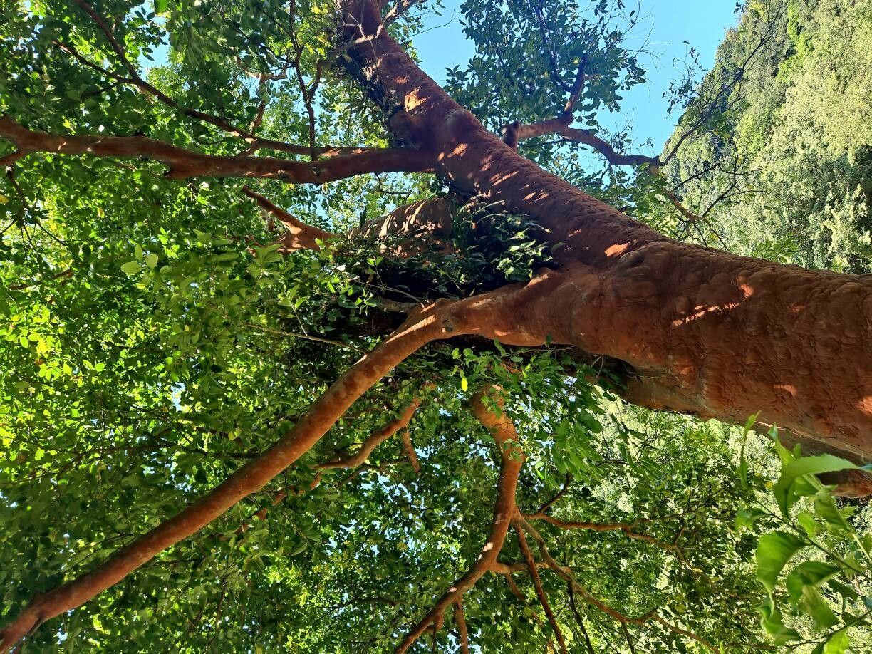 Prunus zippeliana leaf