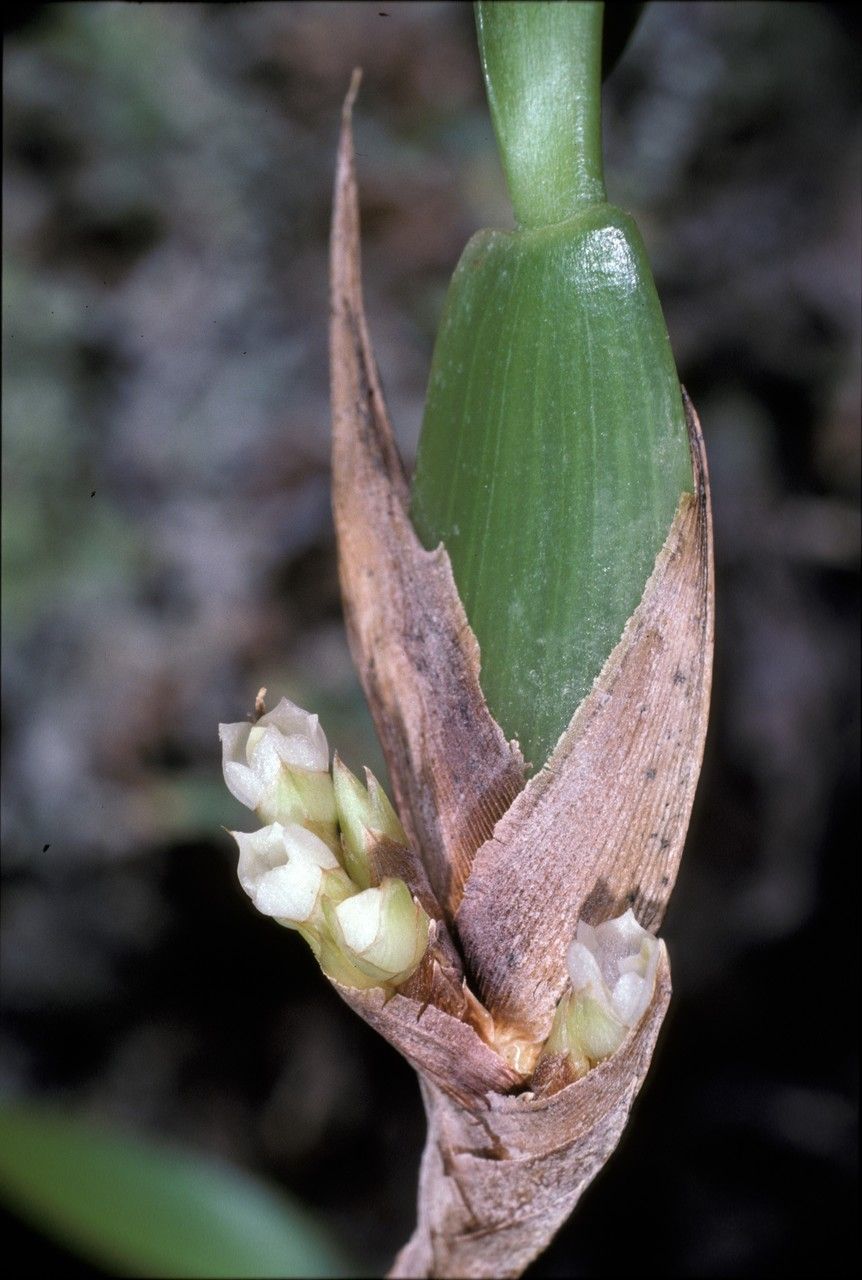 Camaridium vestitum flower