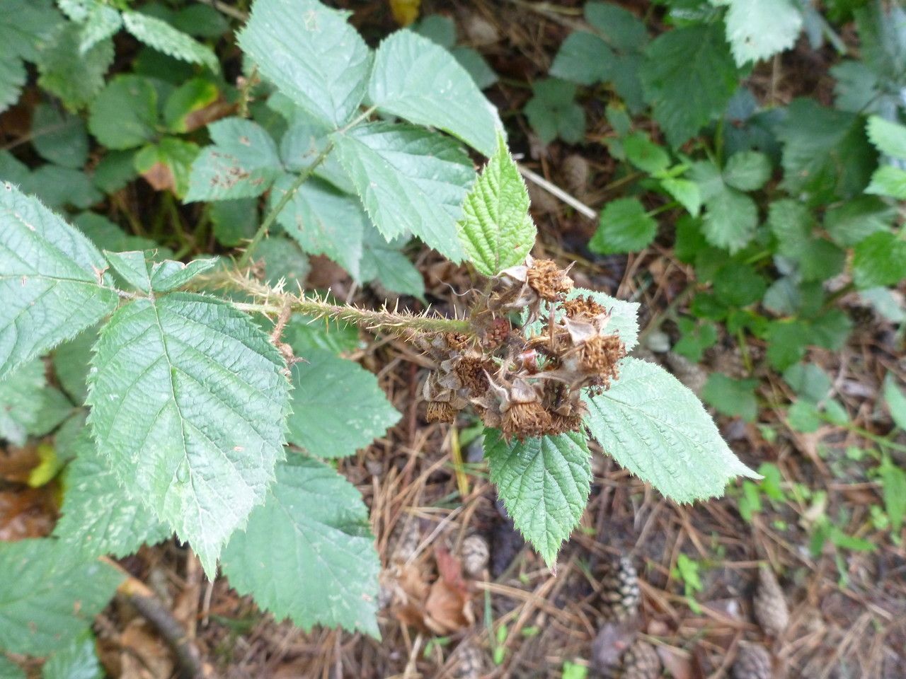 Rubus luticola — houseplant care guide