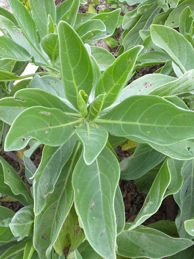 Heliotropium foertherianum leaf