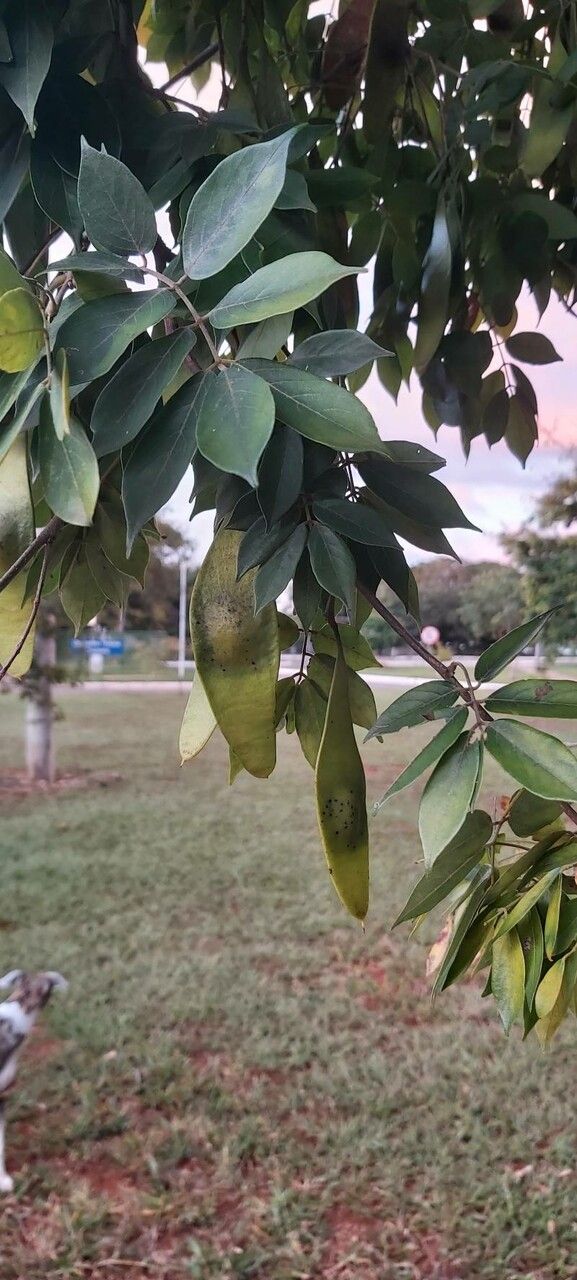 Clitoria fairchildiana fruit
