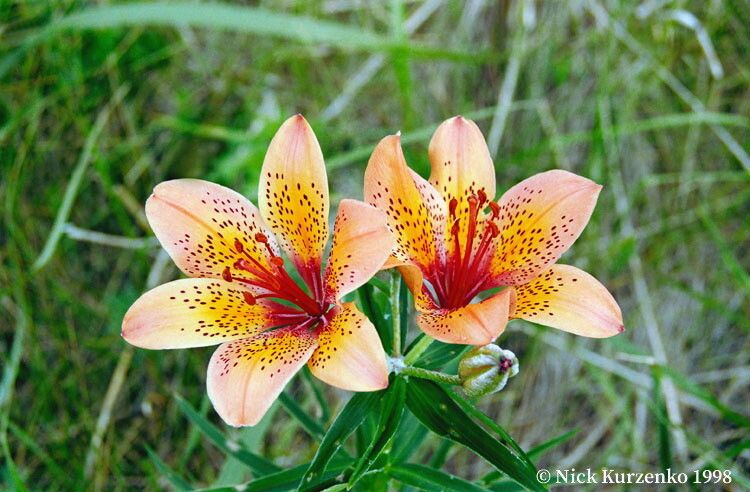 Lilium pensylvanicum flower