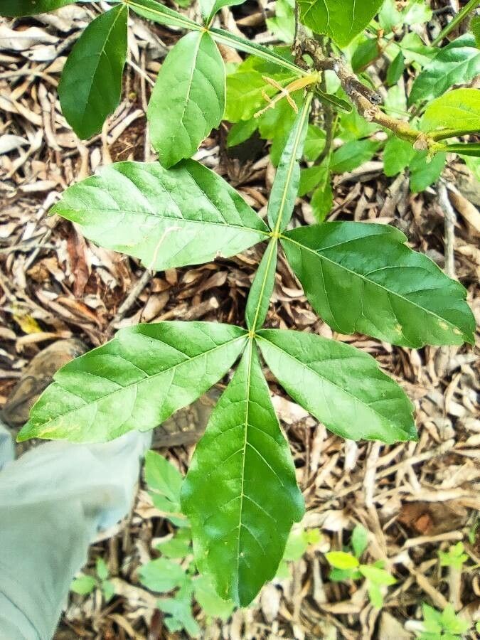 Paullinia pinnata — search result for 'Paullinia'