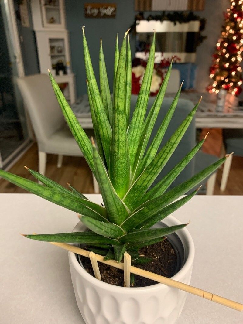 Dracaena francisii leaf