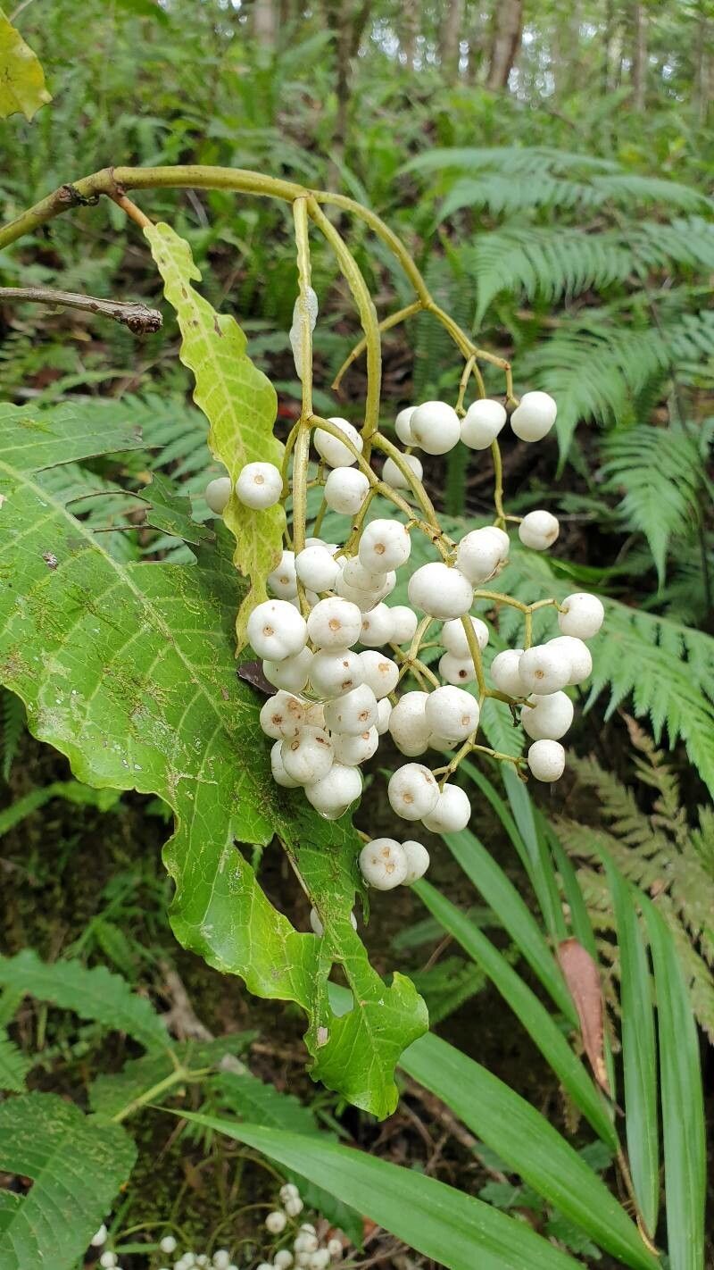 Psychotria baillonii — search result for 'Psychotria'