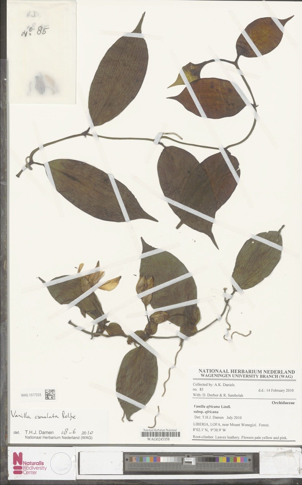 Vanilla crenulata — houseplant care guide