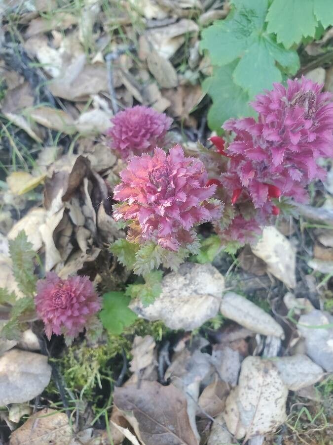 Pedicularis densiflora — search result for 'Pedicularis'