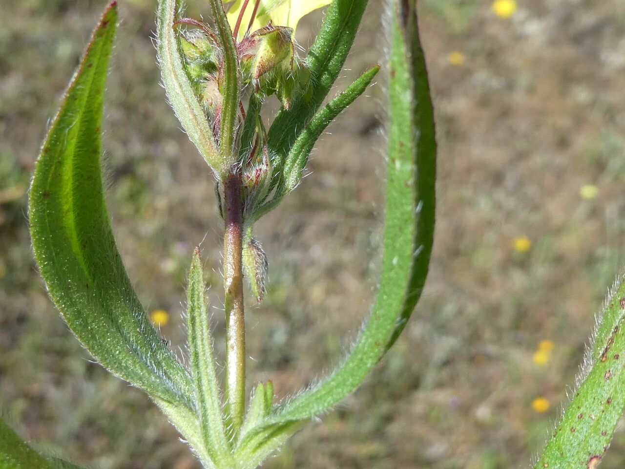 Tuberaria guttata — search result for 'Ireland'