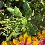 Osteospermum fruticosum