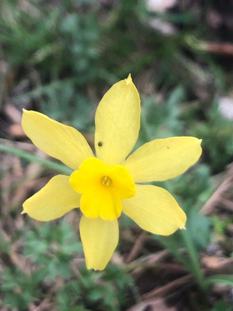 Narcissus rupicola — search result for 'Narcissus'