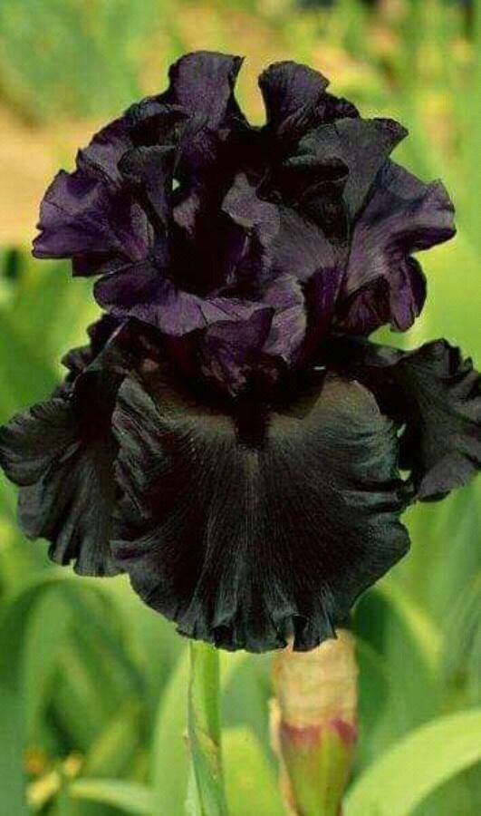 Iris chrysographes flower