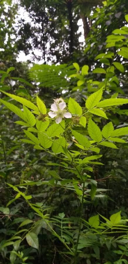 Rubus rosifolius — search result for 'Thailand'