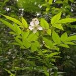 Rubus rosifolius