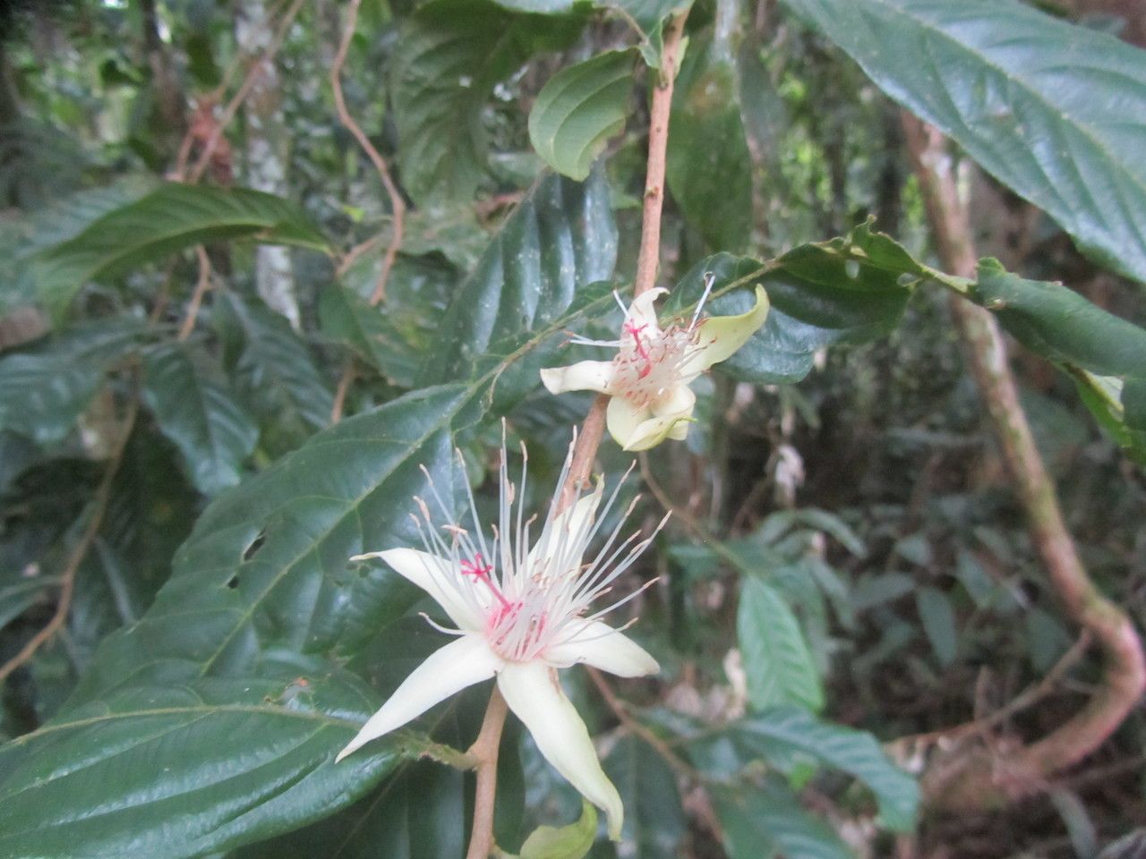 Ryania speciosa flower