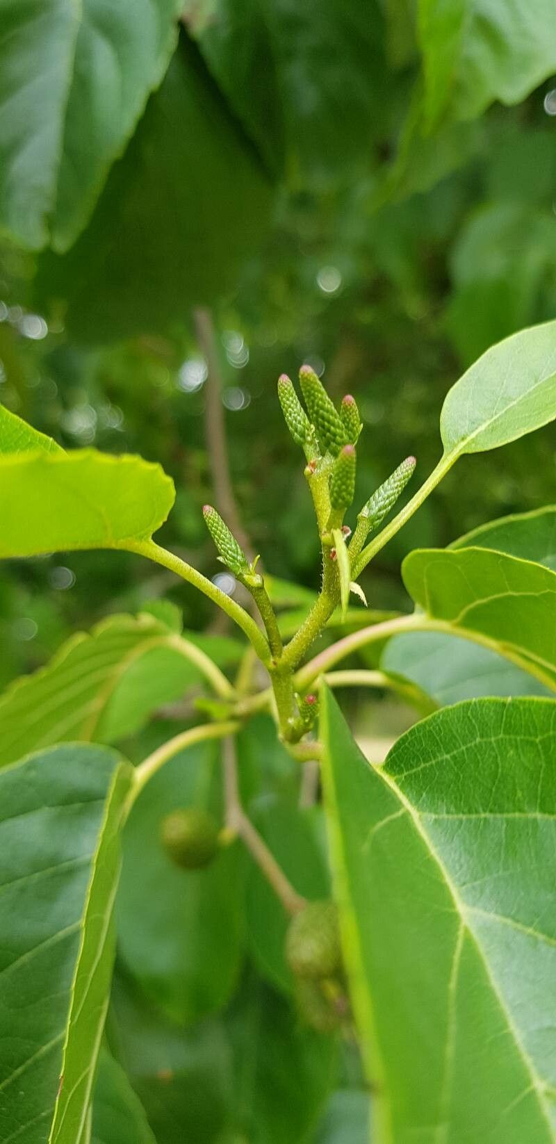 Alnus subcordata flower