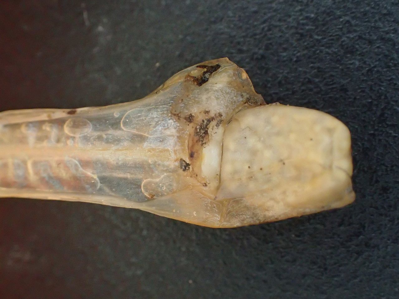 Isoetes setacea — search result for 'Isoetes'