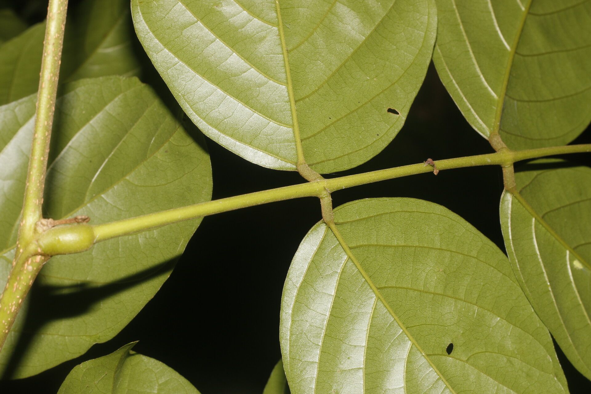 Lonchocarpus macrophyllus flower