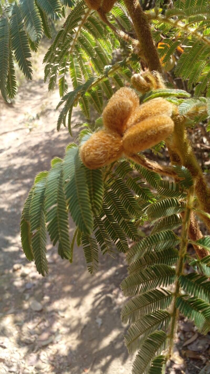 Mimosa setosissima fruit