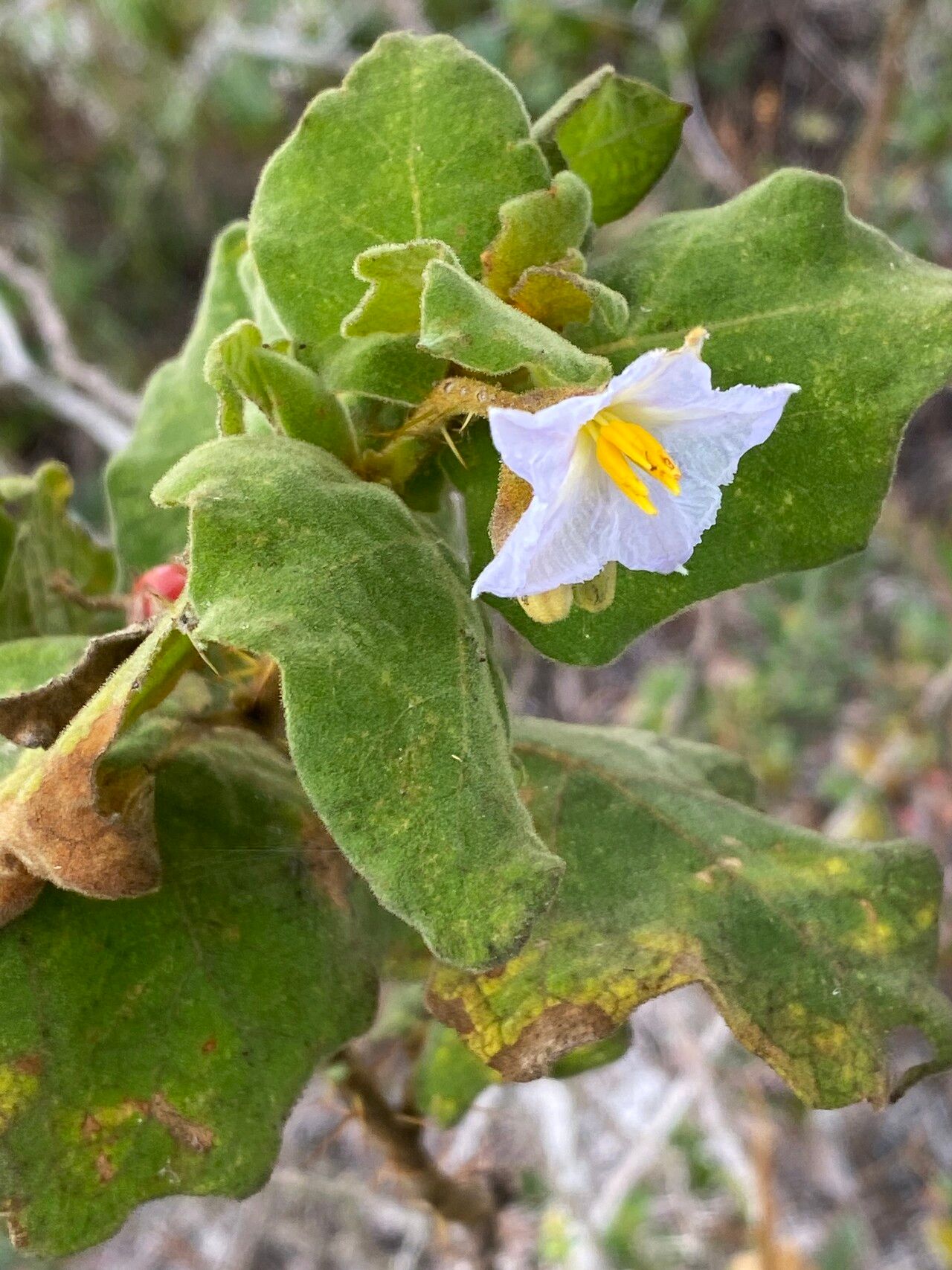 Solanum thomasiifolium flower