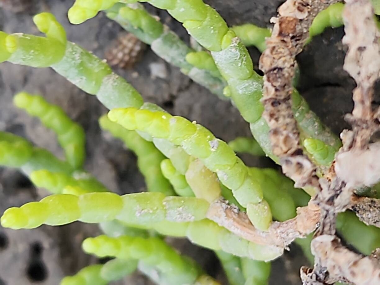 Salicornia persica flower