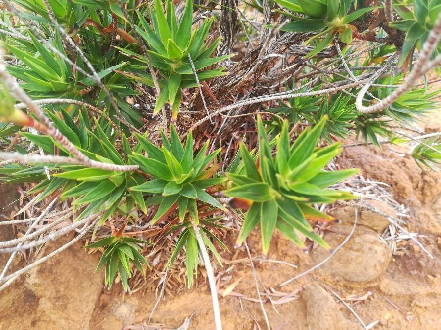 Dracophyllum mackeeanum — houseplant care guide