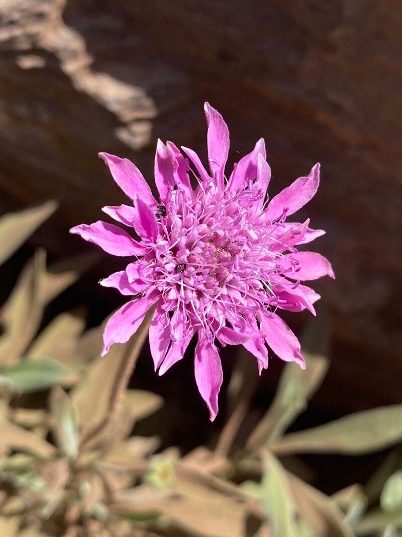 Pterocephalus porphyranthus flower