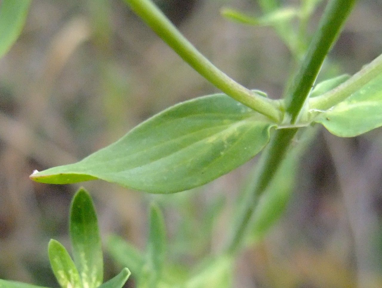 Hypericum x desetangsii leaf