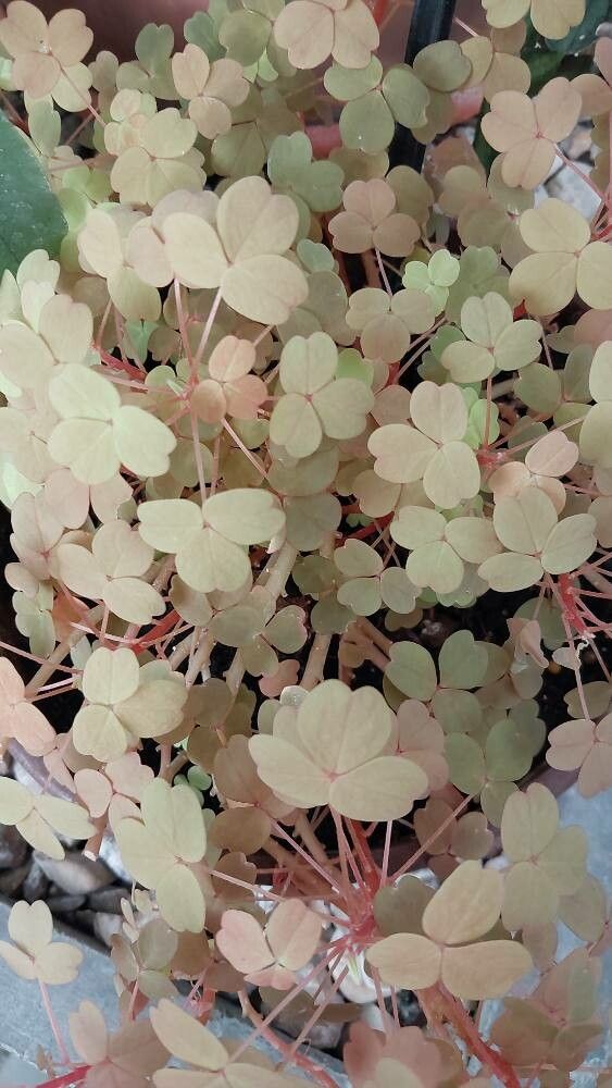 Oxalis vulcanicola leaf