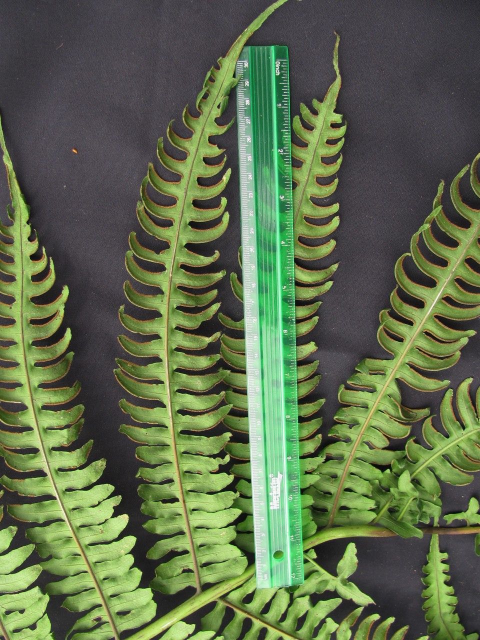 Pteris navarrensis leaf