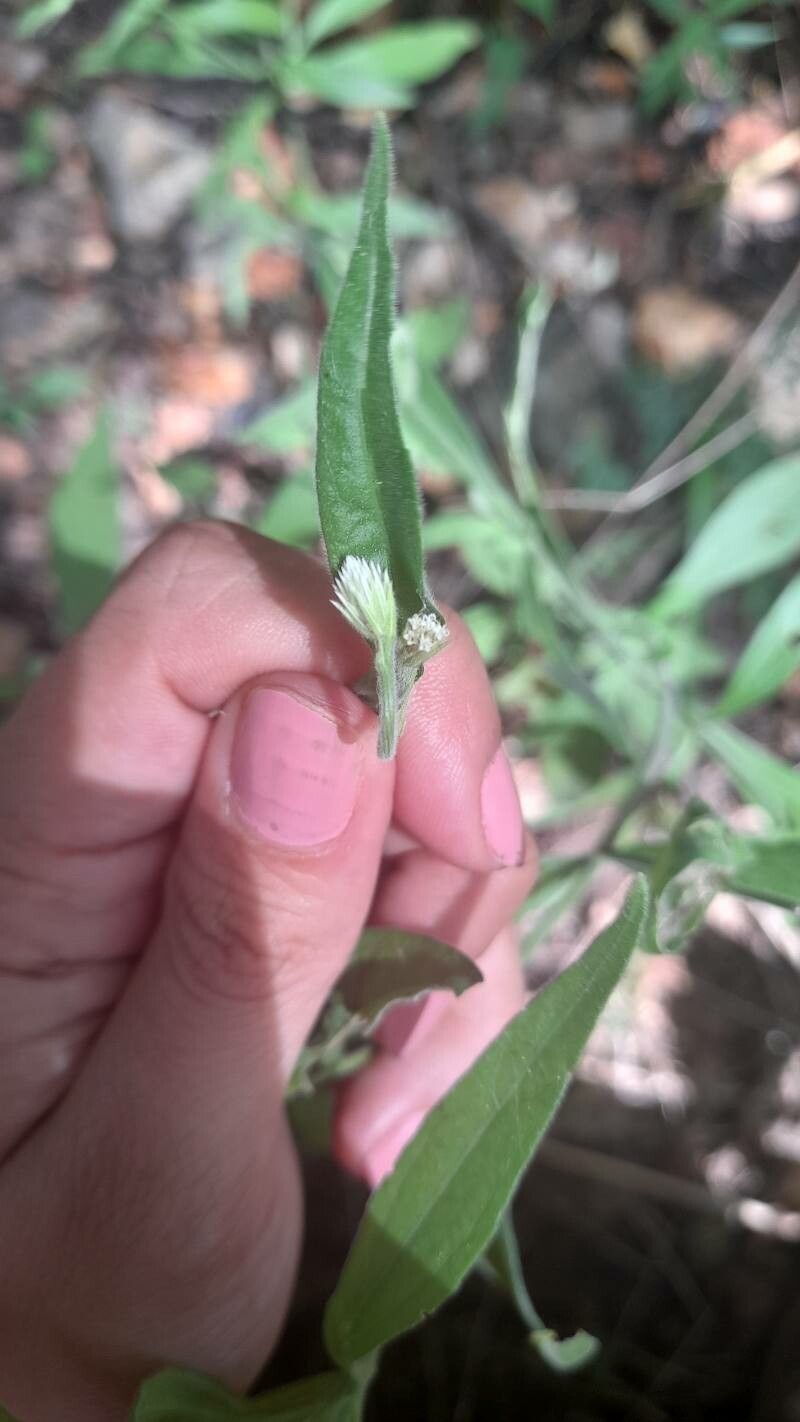 Isocarpha oppositifolia — search result for 'Bahamas'