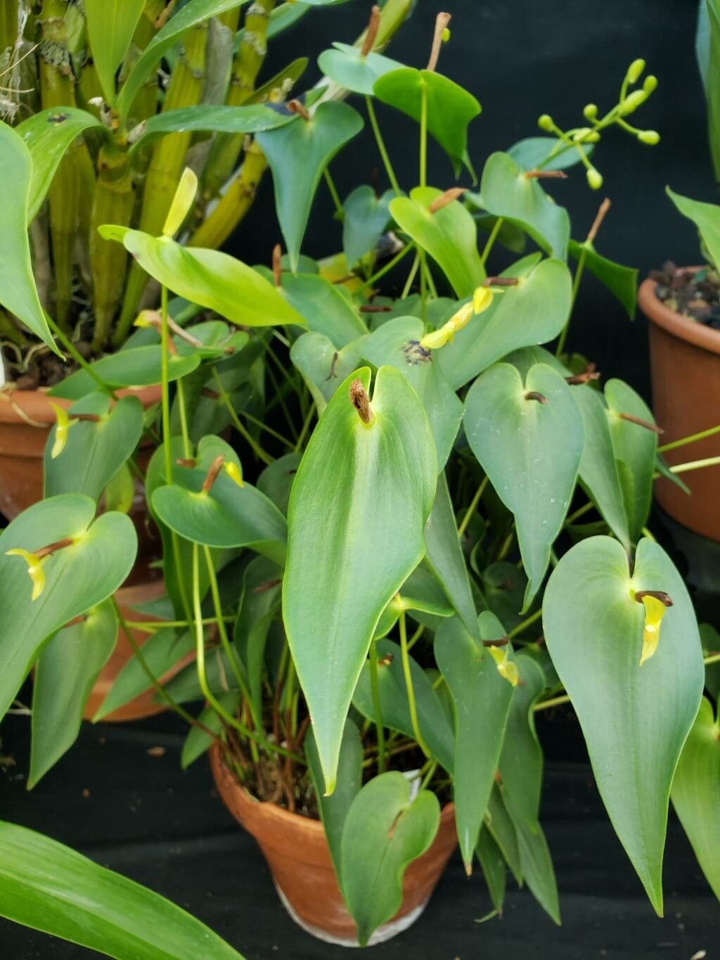 Pleurothallis radula habit