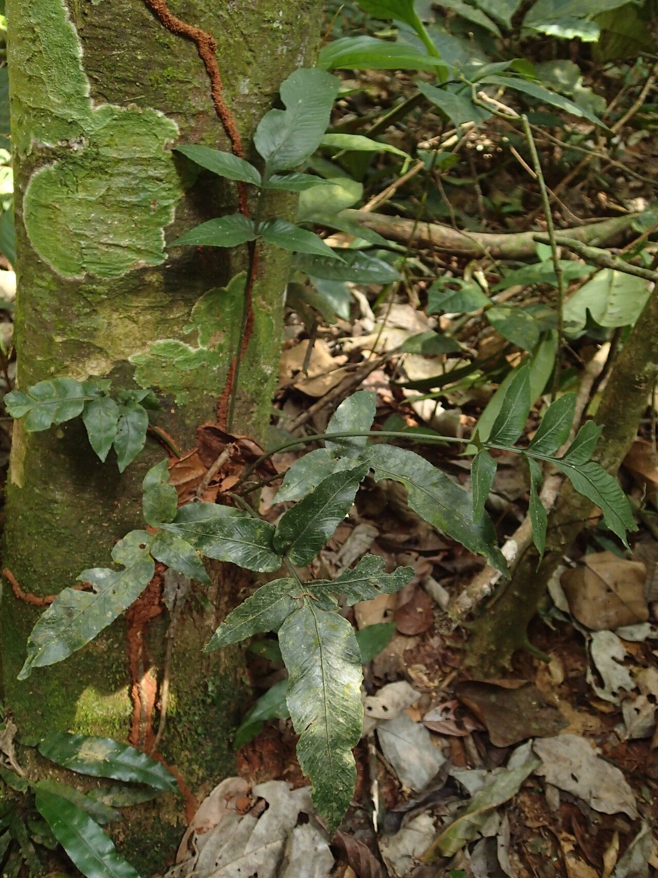 Asplenium variabile habit