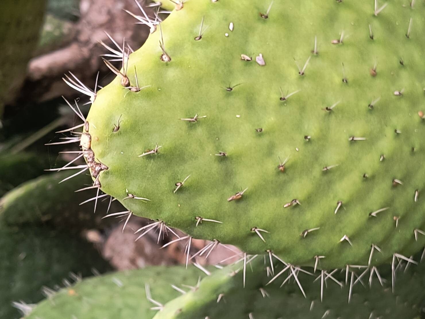 Tacinga saxatilis — related species from the same genus