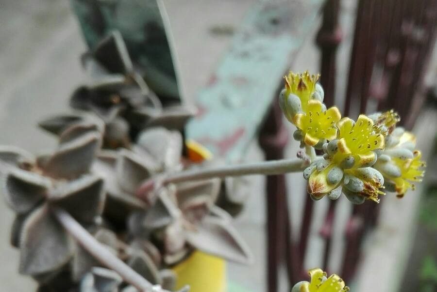 Lenophyllum reflexum — related species from the same genus