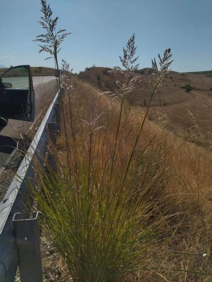 Saccharum ravennae flower