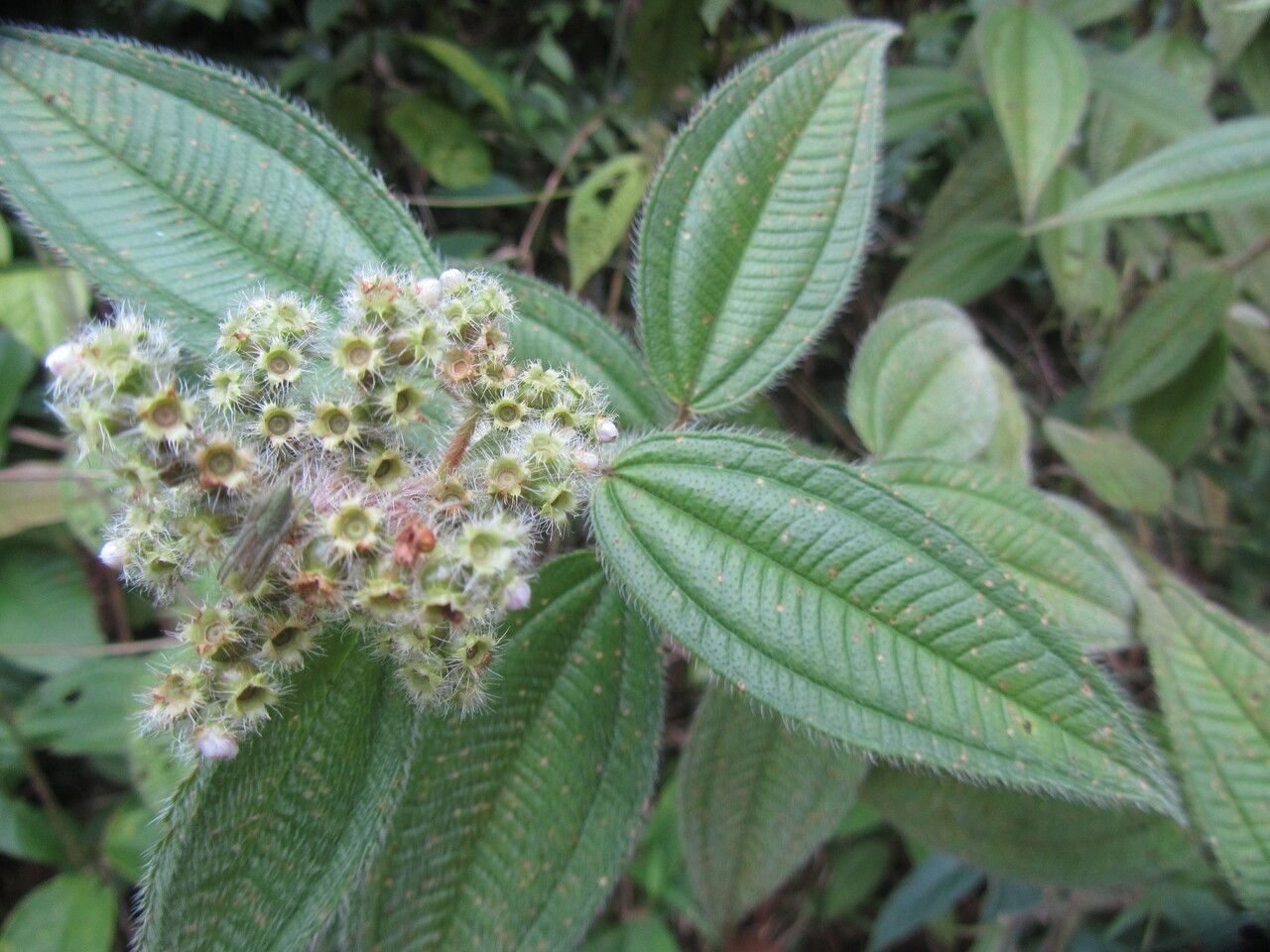 Miconia lacera leaf