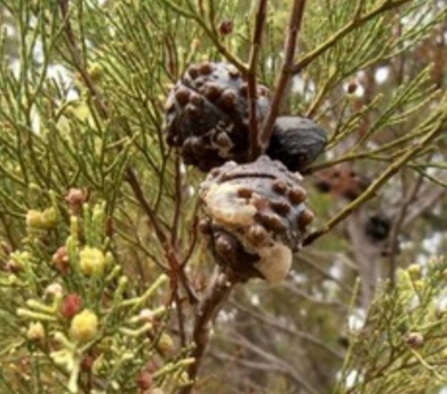 Callitris preissii fruit