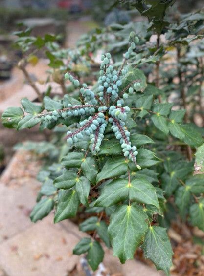Berberis nepalensis flower