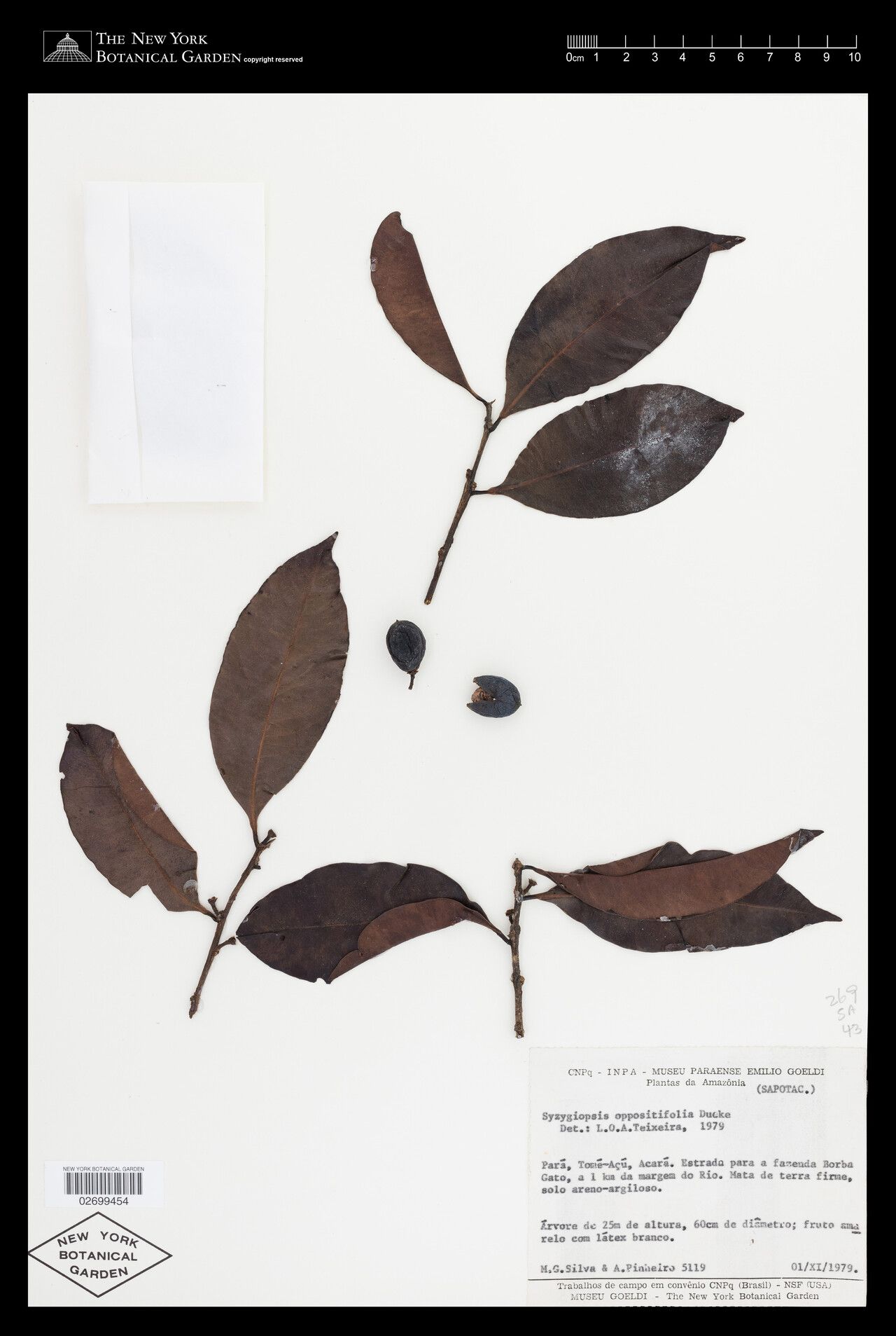 Pouteria oppositifolia fruit