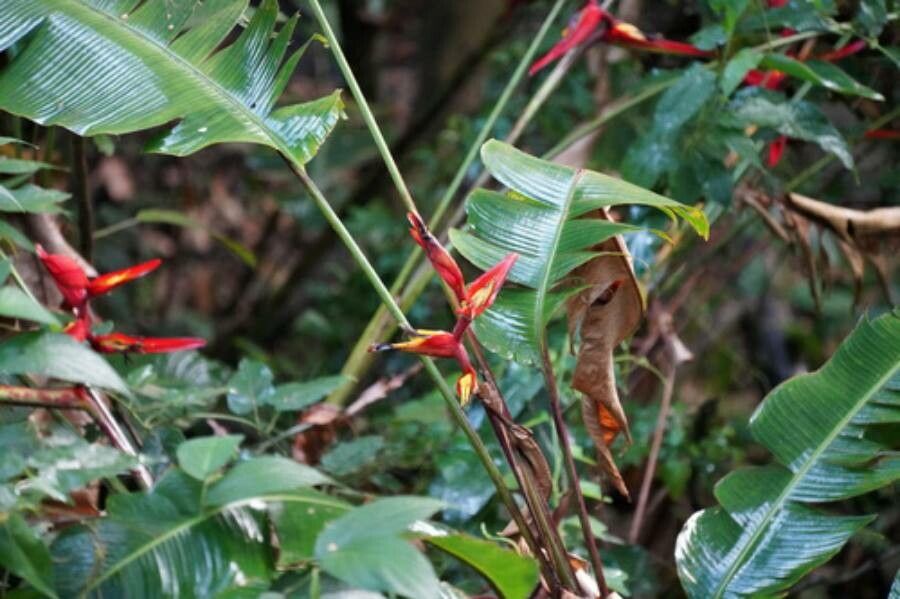 Heliconia tortuosa habit