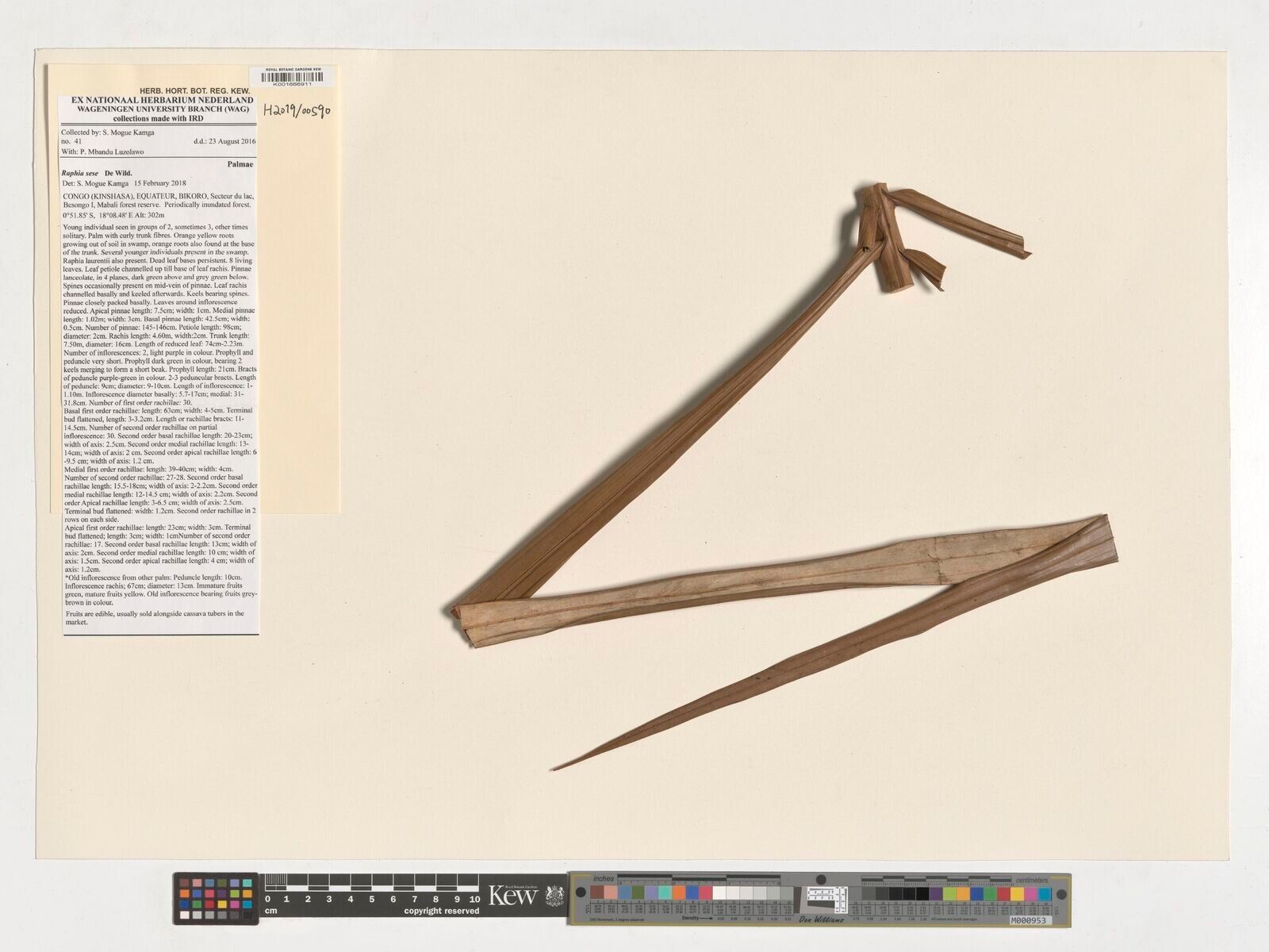 Raphia sese — search result for 'Raphia'